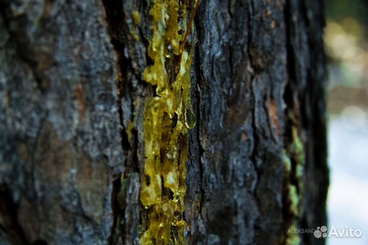 Живица кедровая на кедровом масле