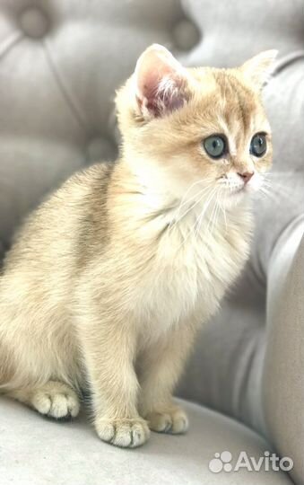 Британская кошка