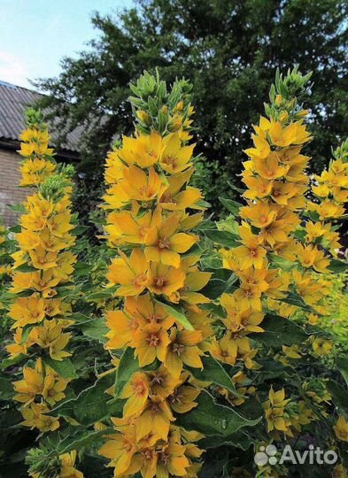 Садовые цветы