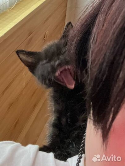 Котята ищут дом