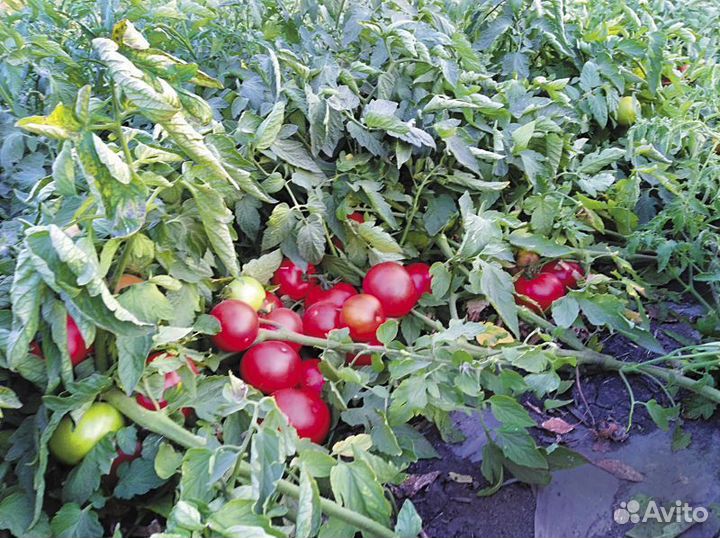 Семена Томата 