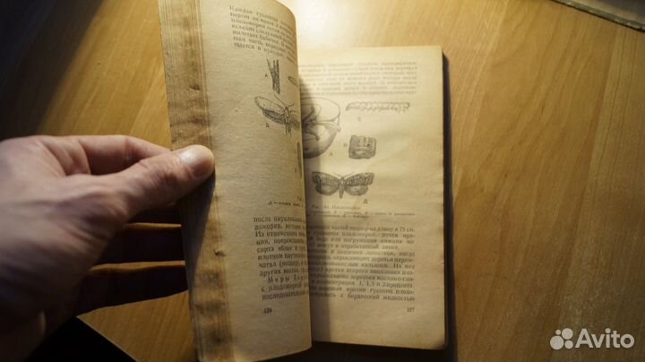 1586,2 Степанов П. А., Павлова Н. М. Колхозный сад