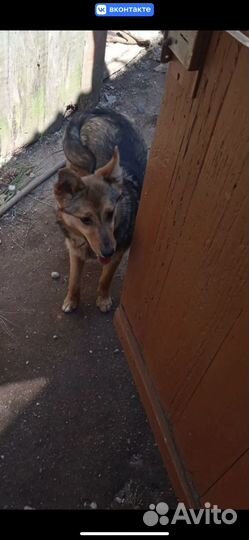 Собаке нужен хозяин