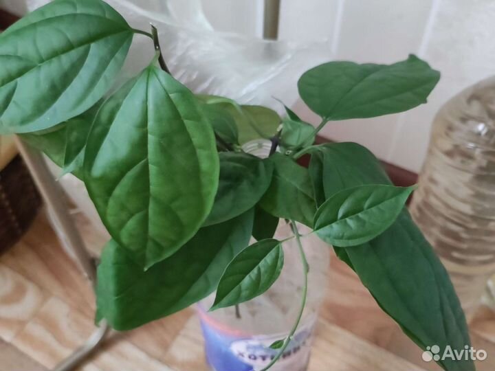 Клеродендрум томпсон