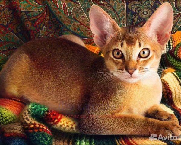 Алмазная мозаика 40x50 Кошечка породы Девон-рекс