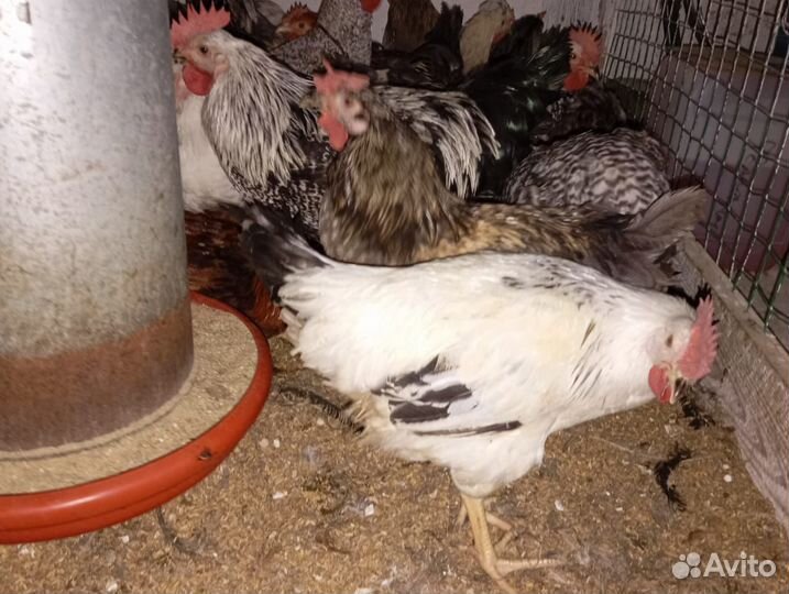 Молодые петухи