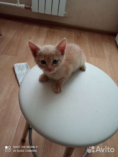 Котик Рыжик