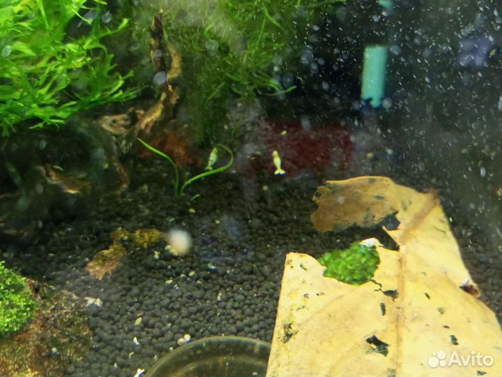 Аквариумные креветки бабаулти