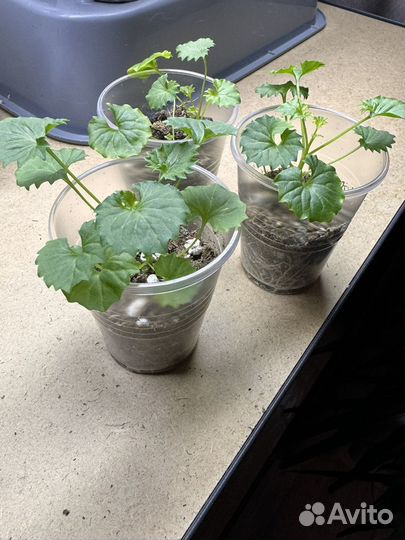 Кампанула махровая