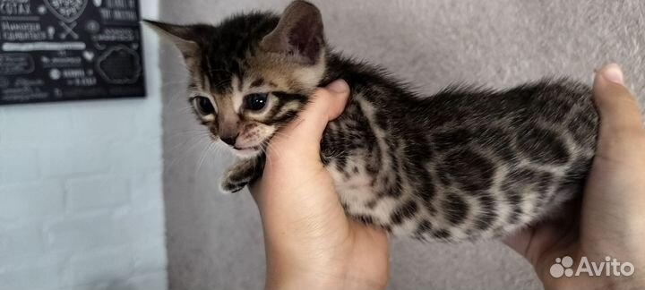 Бенгальская кошка