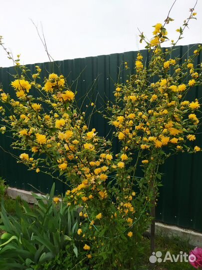 Цветы и кустарники