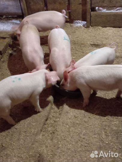 Поросята