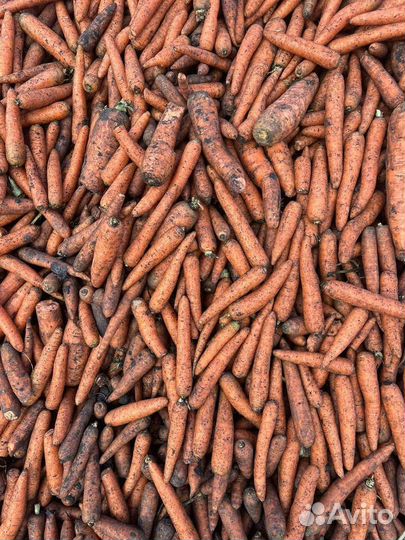 Морковь свежая оптом