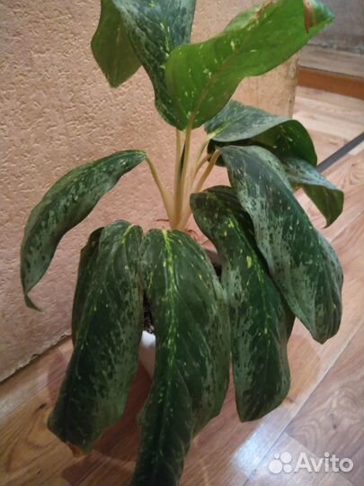 Аглаонема гигант Jade Queen