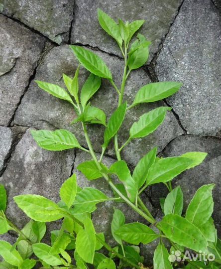 Шпинат из Таиланда