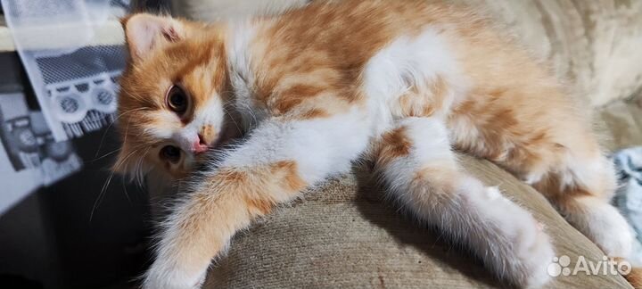 Шатланские вислоухие котята