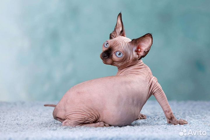 Сфинкс, двэльф, эльф, бамбино