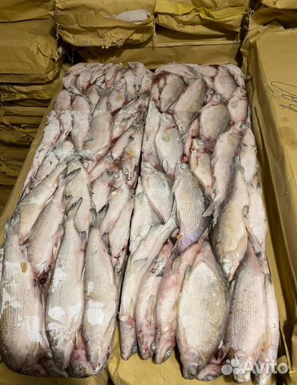 Рыба свежемороженая