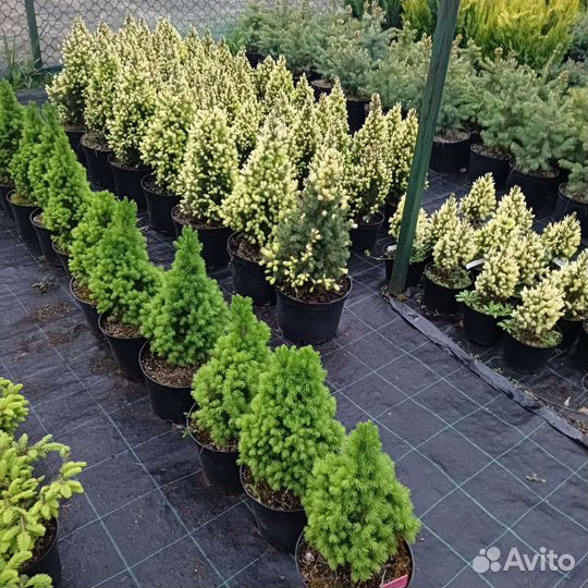 Канадские ели