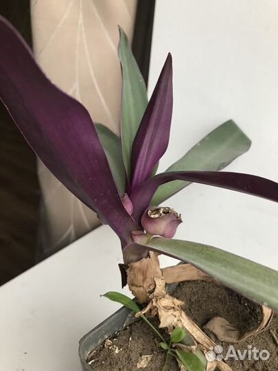 Комнатные цветы традесканция