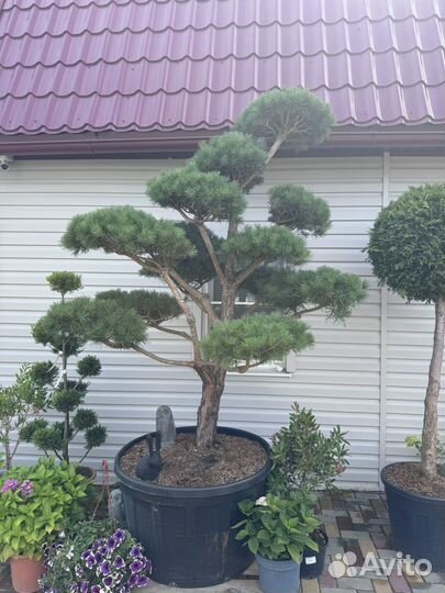 Дерево бонсай