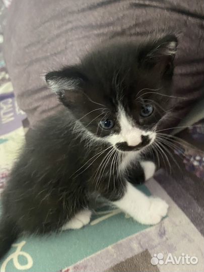 Котята ищут дом