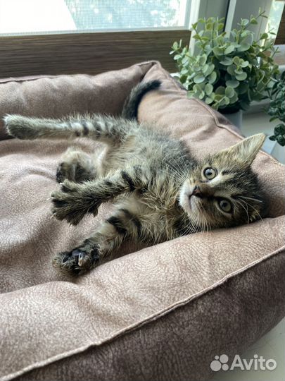 Милый котенок