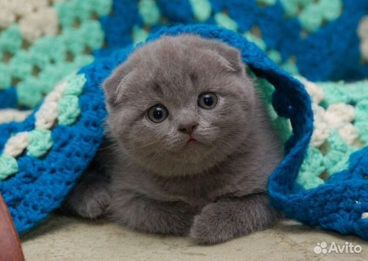 Вислоухие и прямоухие голубые котята