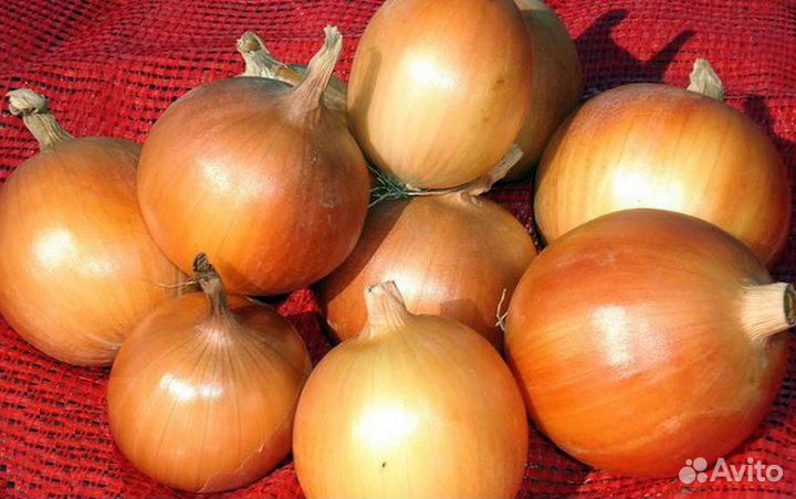 Морковь,Лук,Свекла