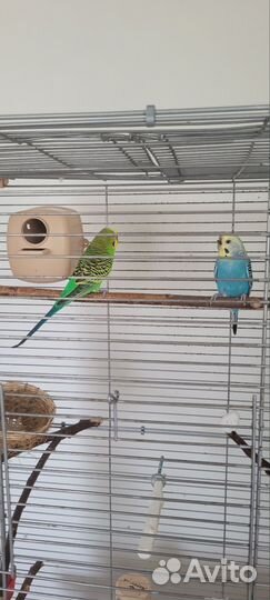 Волнистые попугаи