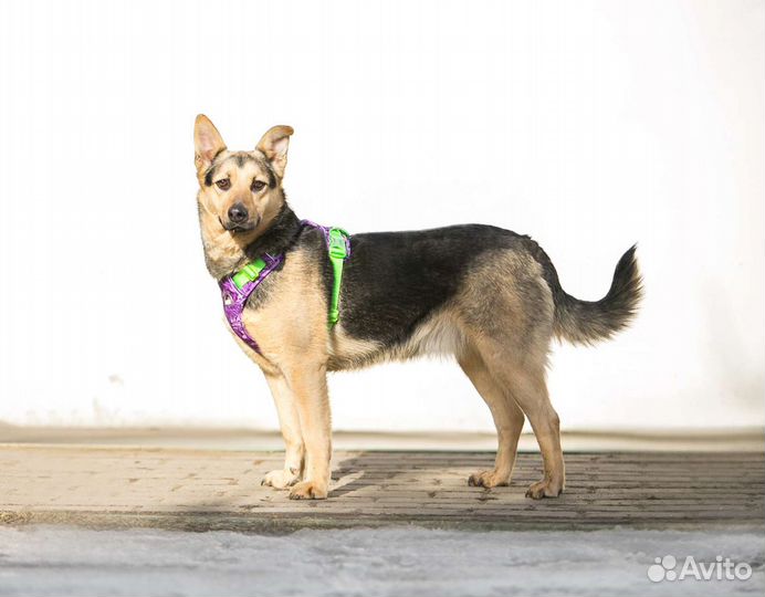 Ласковая девочка дворянка