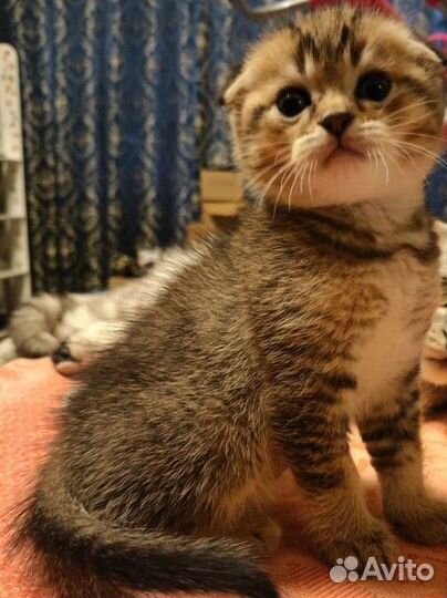 Продаётся шотландский котёнок
