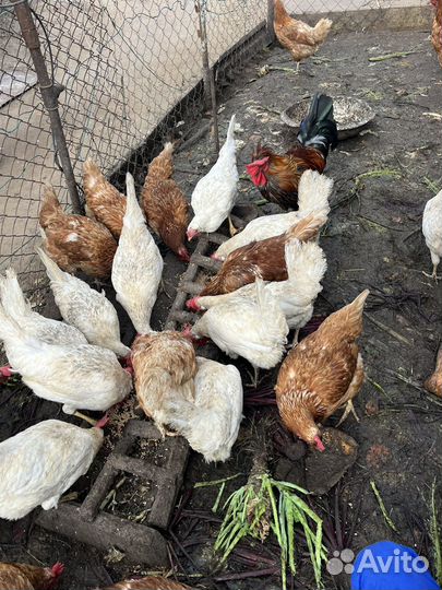 Домашние куриные яйца