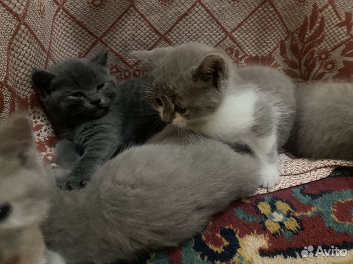 Шотландские котята