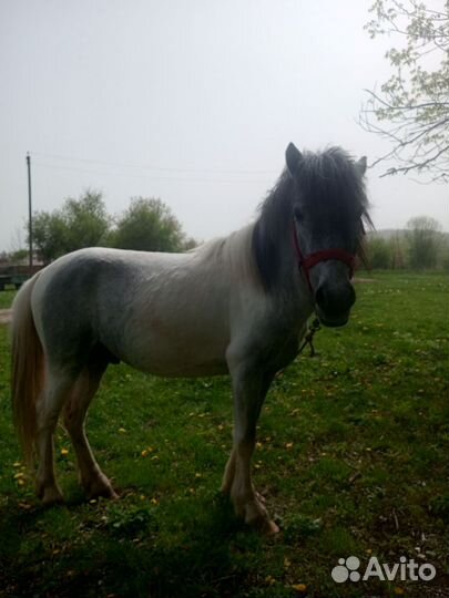 Пони жеребец