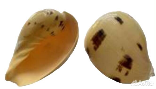 Морские ракушки и раковины