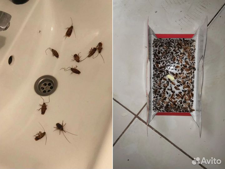 Уничтожение клопов обработка тараканов Дезинфекция