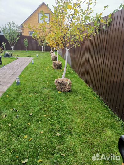 Озеленение и благоустройство участка