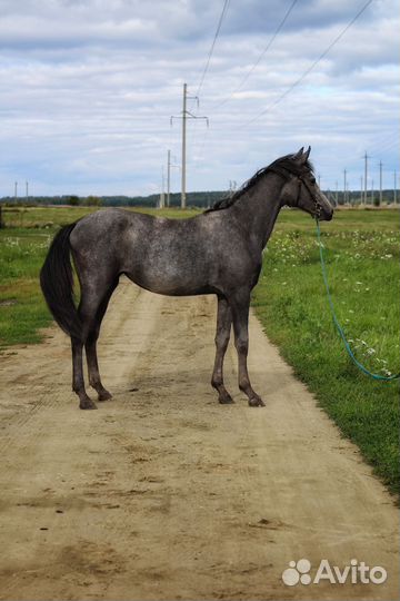 Продам орловскую кобылу