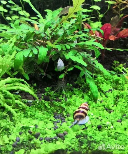 Улитка Хелена