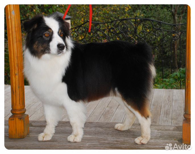 Стрижка собак на дому. Грумер