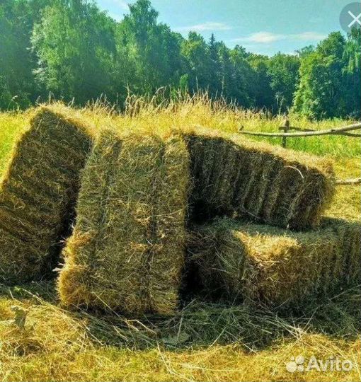 Сено в тюках
