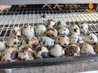 Инкубационное яйцо перепелов, качественный вывод, Сясьстрой