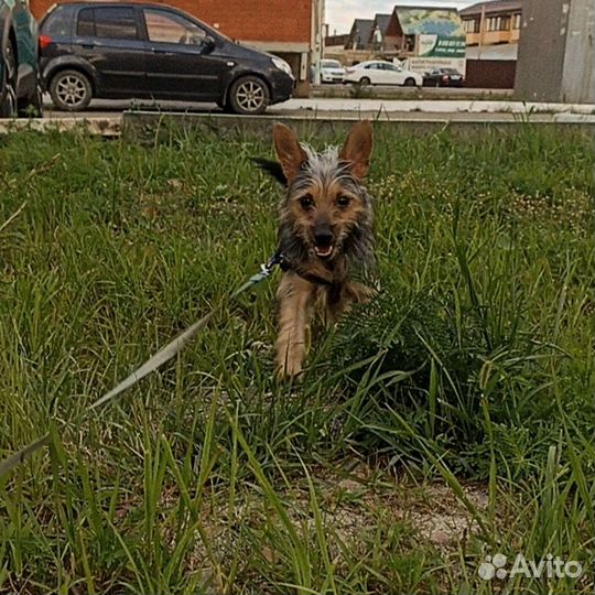 Выгул собак