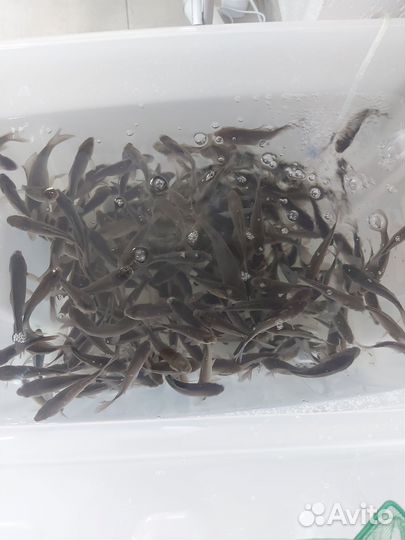 Живец карась