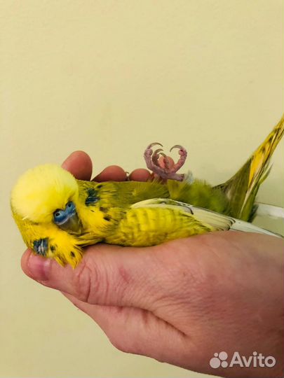 Волнистый попугай чех ручной