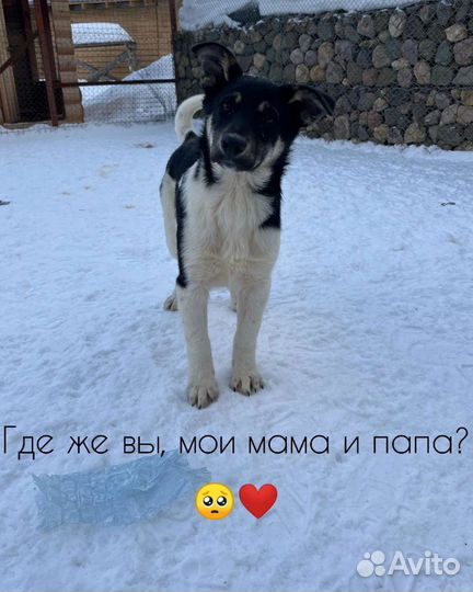 Собака в добрые руки щенок мальчик