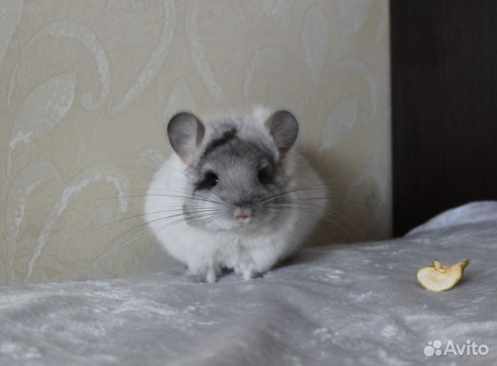 Шиншилла мальчик Белая Бархатная Ангора