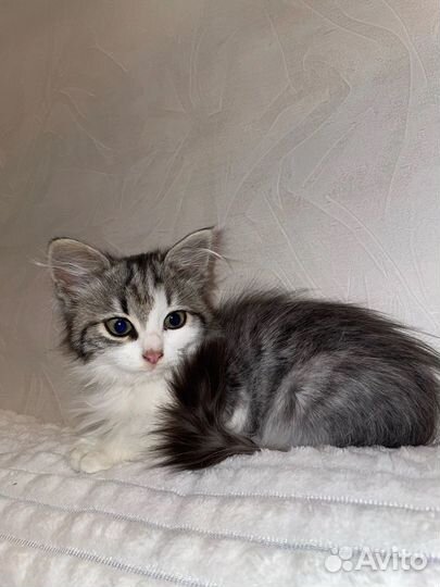 Кошечка милая