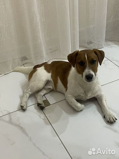 Вязка джек Рассел терьер